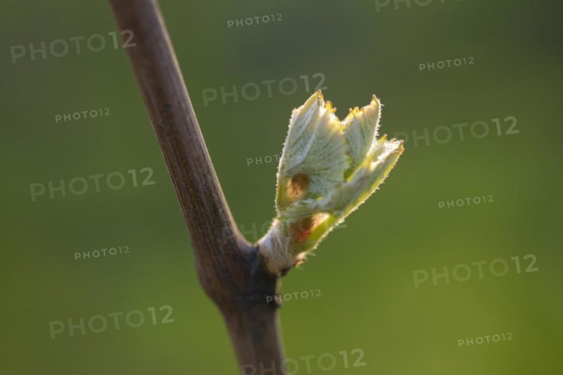 Young leaves of a grapevine in spring, viticulture, budding, shoots, vines, Baden-Württemberg, Germany, Europe
