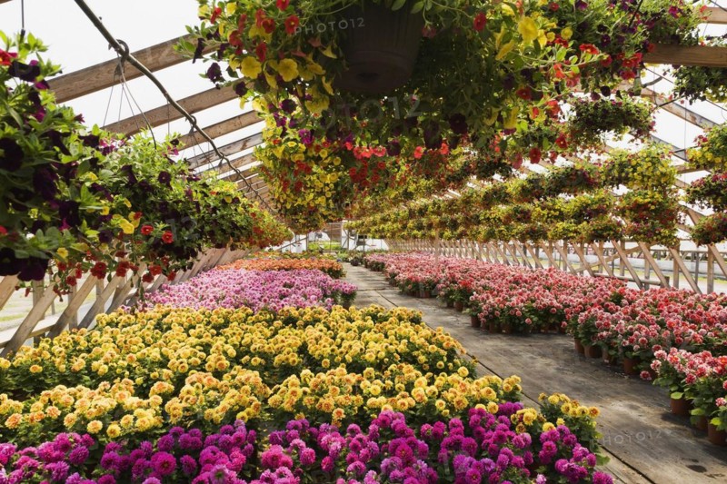 Yellow and red flowers in hanging baskets plus purple, yellow, mauve, orange and red Dahlias in containers inside greenhouse in spring, Quebec, Canada, North America