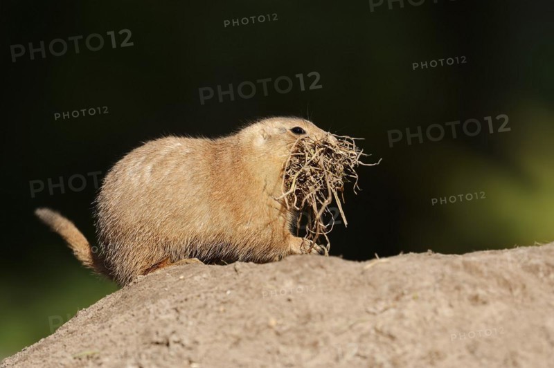 Black-tailed prairie dog (Cynomys ludovicianus) with nesting material at the burrow, captive, occurrence in North America