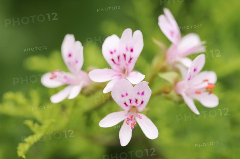 Delicate scented geranium (Pelargonium denticulatum), flowers, native to Africa