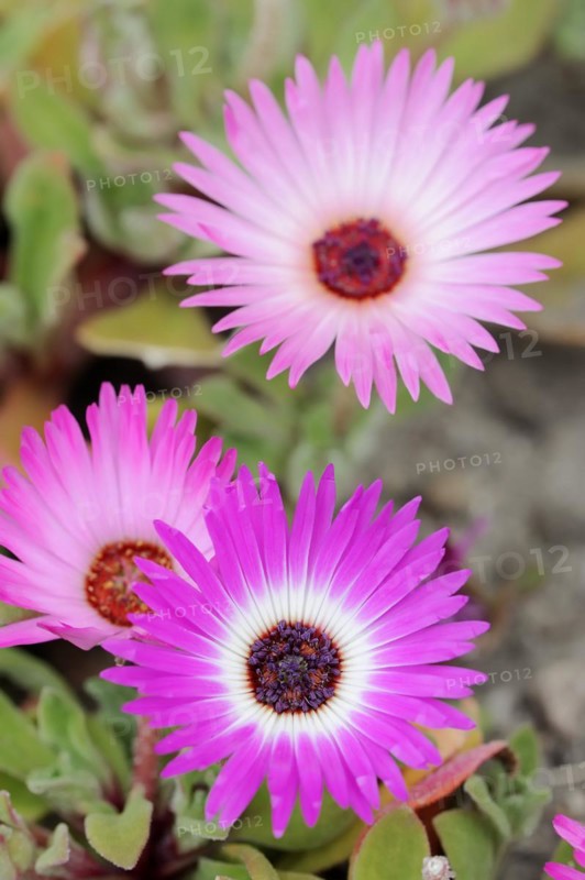 Midday flower (Dorotheanthus bellidiformis), flowers, native to Africa, ornamental plant, North Rhine-Westphalia, Germany, Europe