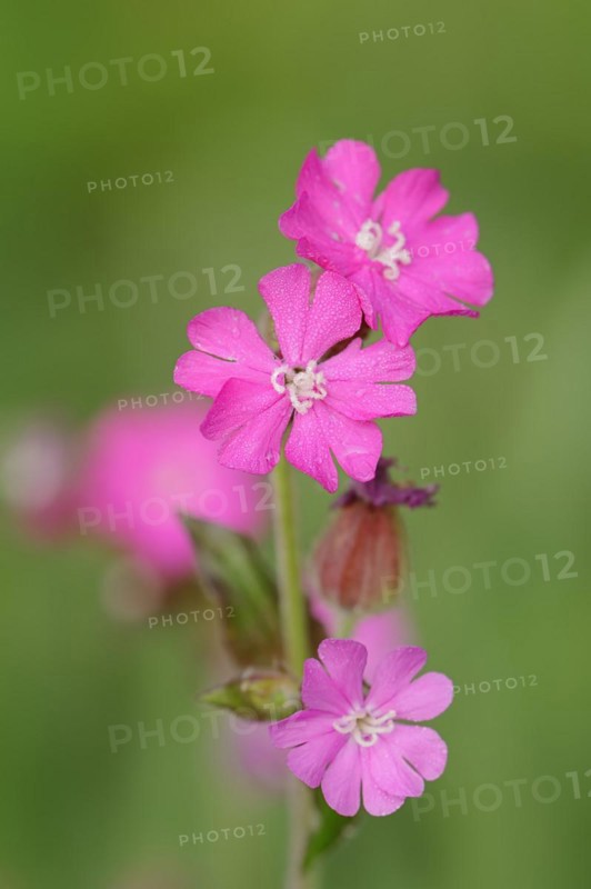 Red campion (Silene dioica), flowers, North Rhine-Westphalia, Germany, Europe