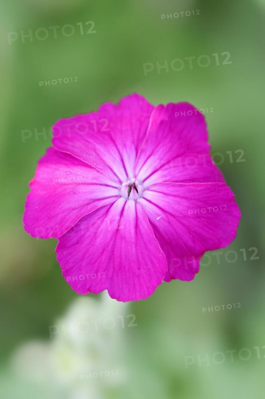 Crown carnation (Lychnis coronaria), flower, ornamental plant, North Rhine-Westphalia, Germany, Europe