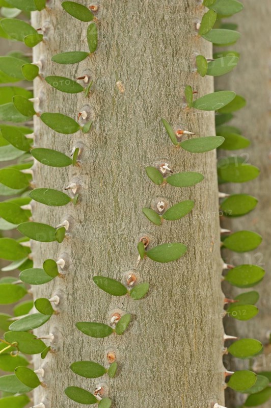 Madagascar Ocotillo (Alluaudia procera), trunk with thorns and leaves, native to Madagascar
