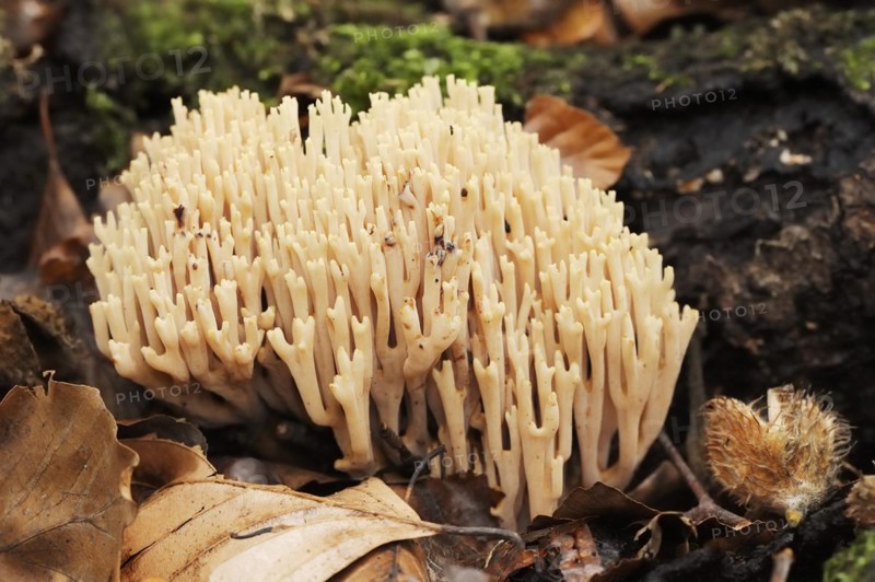 Tricoloured coral or beautiful coral (Ramaria formosa), North Rhine-Westphalia, Germany, Europe