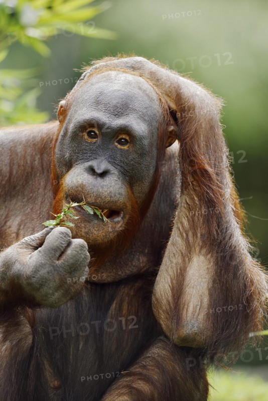 Bornean orangutan (Pongo pygmaeus), captive, occurring on Borneo