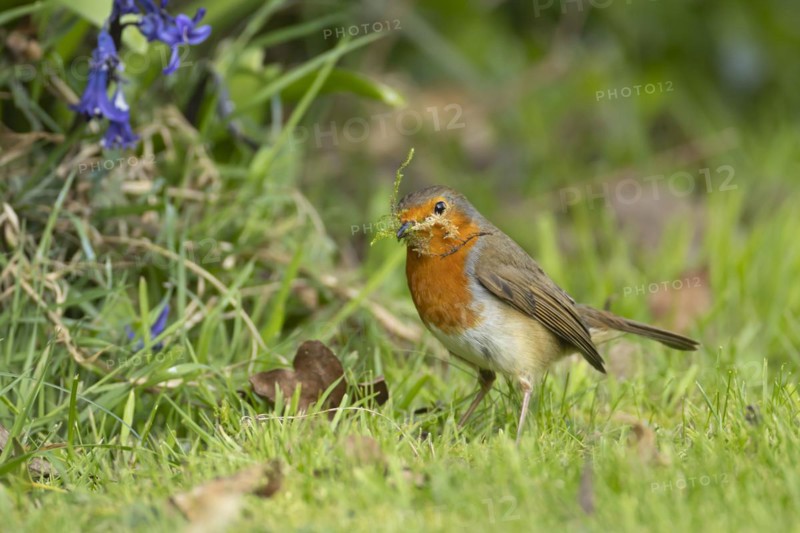European robin (Erithacus rubecula) adult bird in a garden collecting nesting material in its beak in spring, England, United Kingdom, Europe