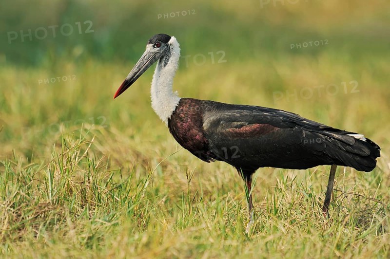 Woolly-necked stork or Asian woolly-necked stork (Ciconia episcopus episcopus), Keoladeo Ghana National Park, Rajasthan, India, Asia