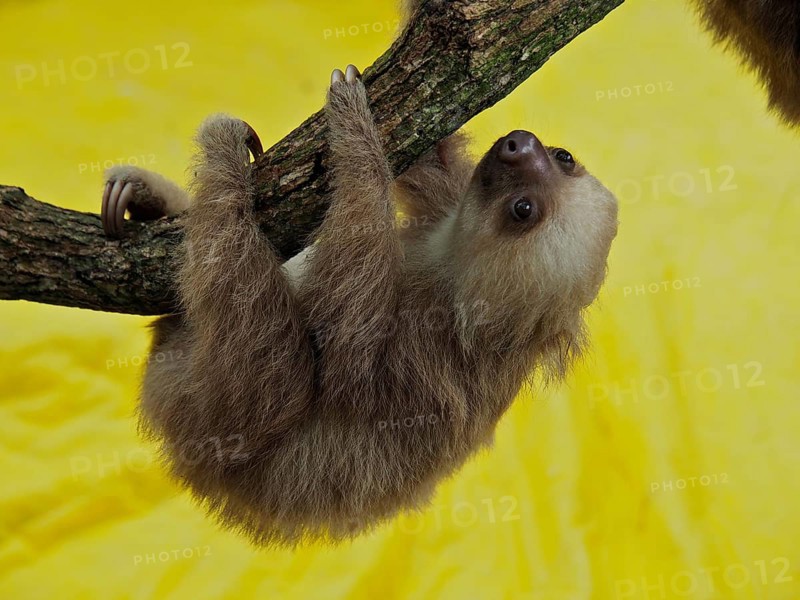 Hoffmann's two-toed sloth (Choloepus hoffmanni), juvenile, captive, Jaguar Rescue Centre, Puerto Viejo de Talamanca, Limon, Costa Rica, Central America