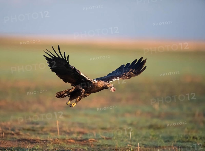 Iberian Eagle in flight, Spanish Imperial Eagle (Aquila adalberti), Extremadura, Castilla La Mancha, Spain, Europe