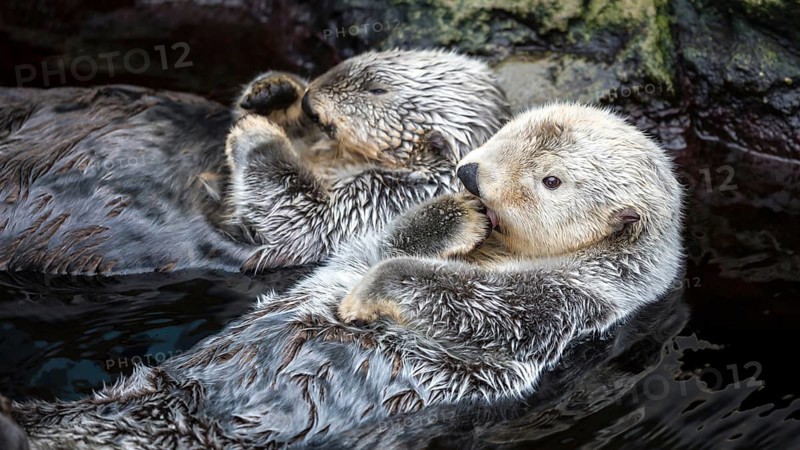 Zwei Seeotter treiben entspannt im Wasser, während sie liebevoll interagieren, Enhydra Lutris, Ocenario de Lisboa