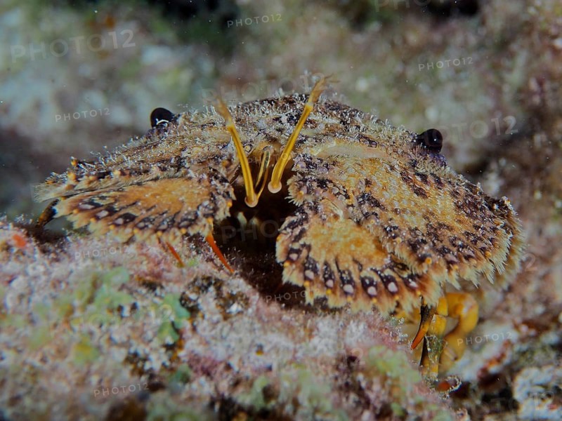Portrait of American bear crab (Scyllarus americanus) . Dive site John Pennekamp Coral Reef State Park, Key Largo, Florida Keys, Florida, USA, North America