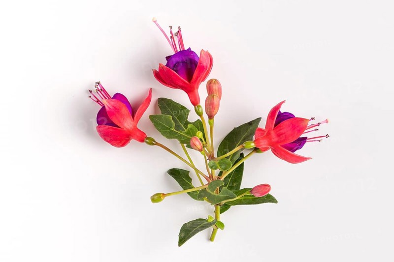 Close-up of fuchsia flowers in purple and red on a white background