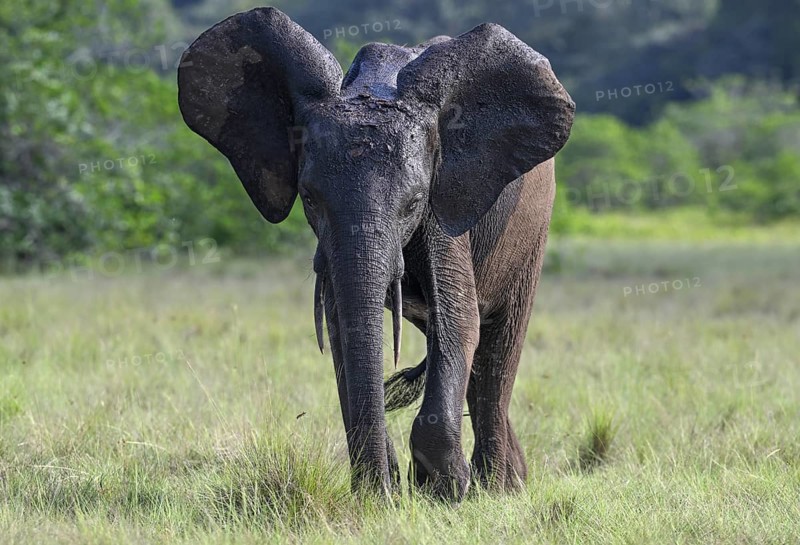 African forest elephant (Loxodonta cyclotis) in a clearing in Loango National Park, Parc National de Loango, Ogooué-Maritime Province, Gabon, Africa