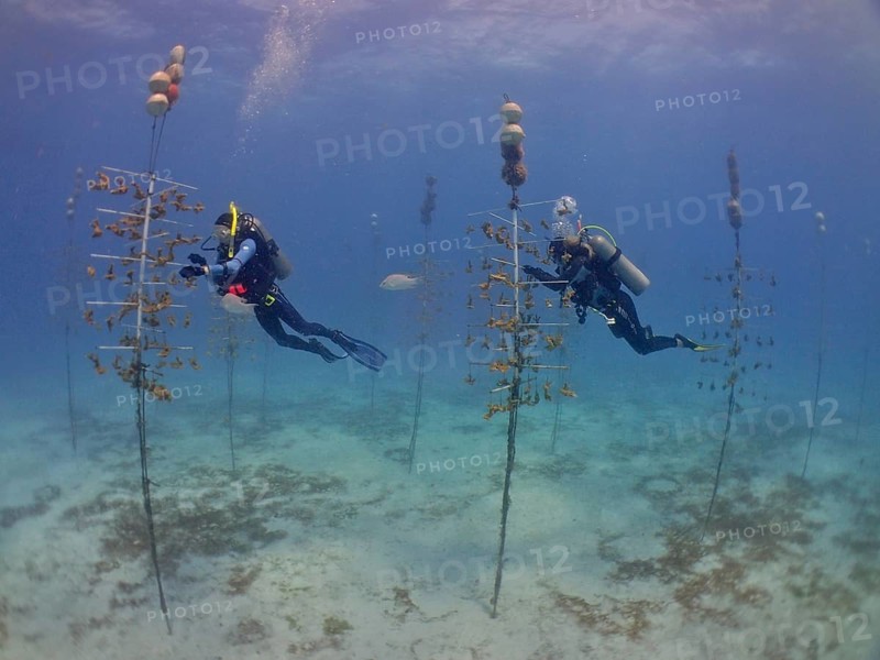 Coral cultivation. Two divers work on planting corals underwater in the ocean. The aim is to grow corals that can withstand the higher water temperatures. Dive site Nursery, Tavernier, Florida Keys, Florida, USA, North America