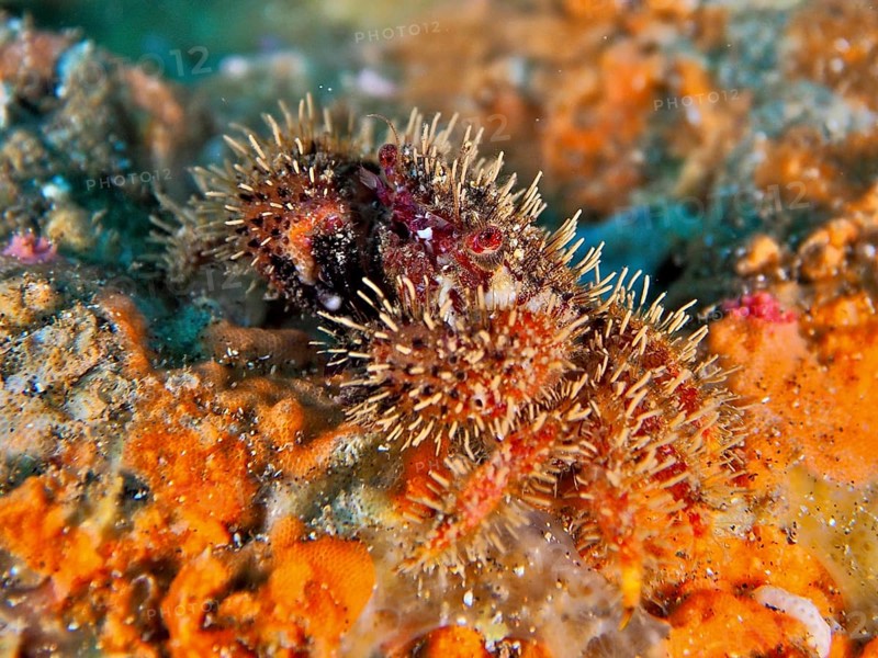 Bristle crab (Pilimnus) on an orange sea sponge. Dive site El Cabron Marine Reserve, Arinaga, Gran Canaria, Spain, Atlantic Ocean, Europe