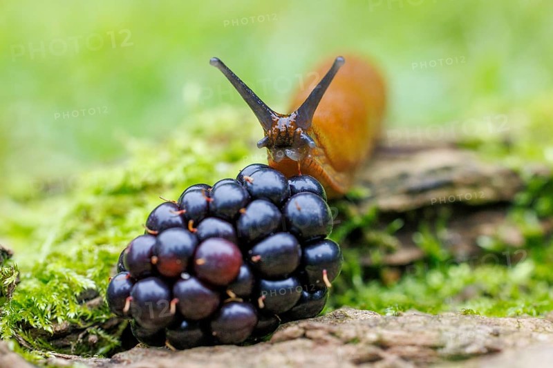 Red slug (Arion rufus), Germany, Europe