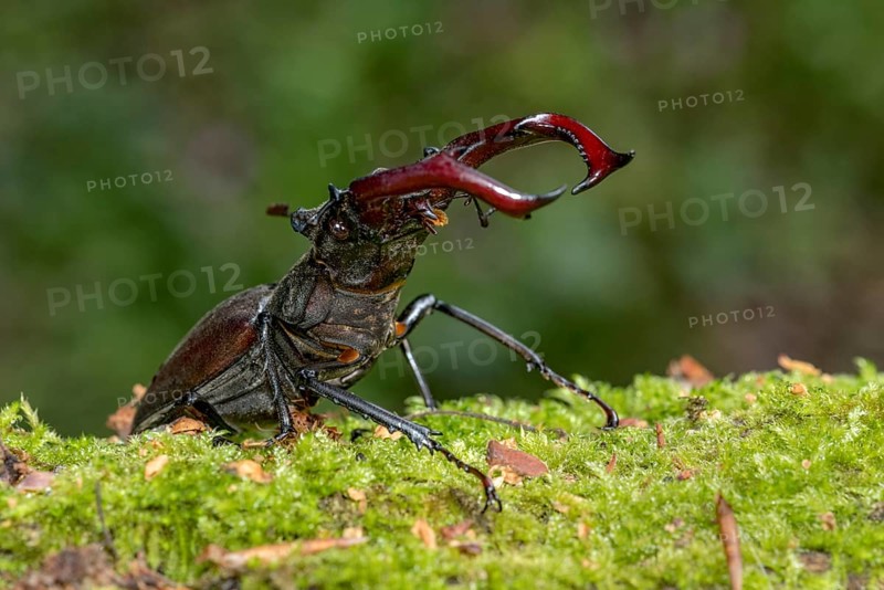 Stag beetle (Lucanus cervus), horned beetle, fire beetle, male with large mandibles, upper jaw, antlers, in the forest on moss on a tree stump, endangered species, species protection, nature conservation, rare, Raumertswald, Vogelsberg Volcanic Region nature park Park, Nidda, Wetterau, Hesse, Germany, Europe