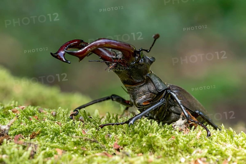 Stag beetle (Lucanus cervus), horned beetle, fire beetle, male with large mandibles, upper jaw, antlers, in the forest on moss on a tree stump, endangered species, species protection, nature conservation, rare, Raumertswald, Vogelsberg Volcanic Region nature park Park, Nidda, Wetterau, Hesse, Germany, Europe