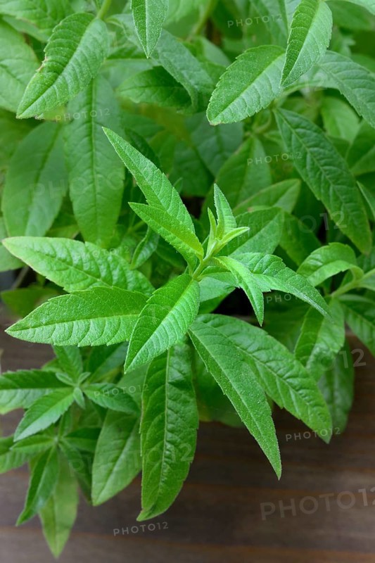 Lemon verbena, plant in pot, Aloysia citrodora