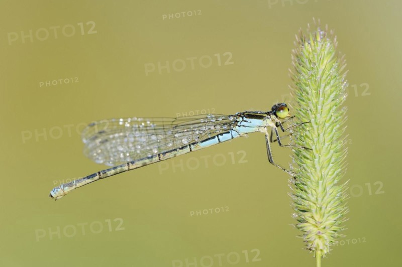 Small red-eyed damselfly (Erythromma viridulum), female, North Rhine-Westphalia, Germany, Europe