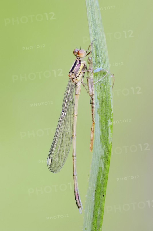 Willow emerald damselfly (Chalcolestes viridis) freshly hatched male, North Rhine-Westphalia, Germany, Europe