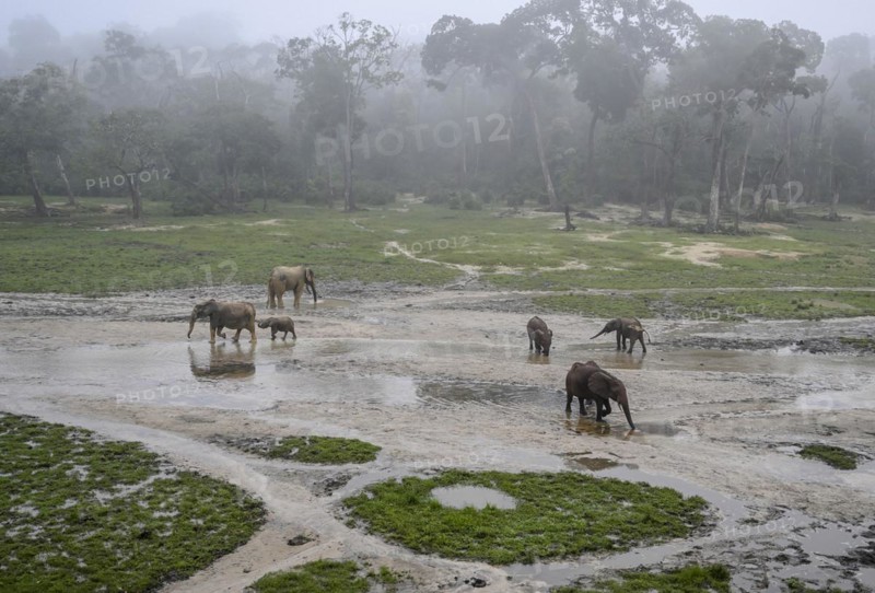 African forest elephants (Loxodonta cyclotis) in the Dzanga Bai forest clearing, Dzanga-Ndoki National Park, Unesco World Heritage Site, Dzanga-Sangha Complex of Protected Areas (DSPAC), Sangha-Mbaéré Prefecture, Central African Republic, Africa