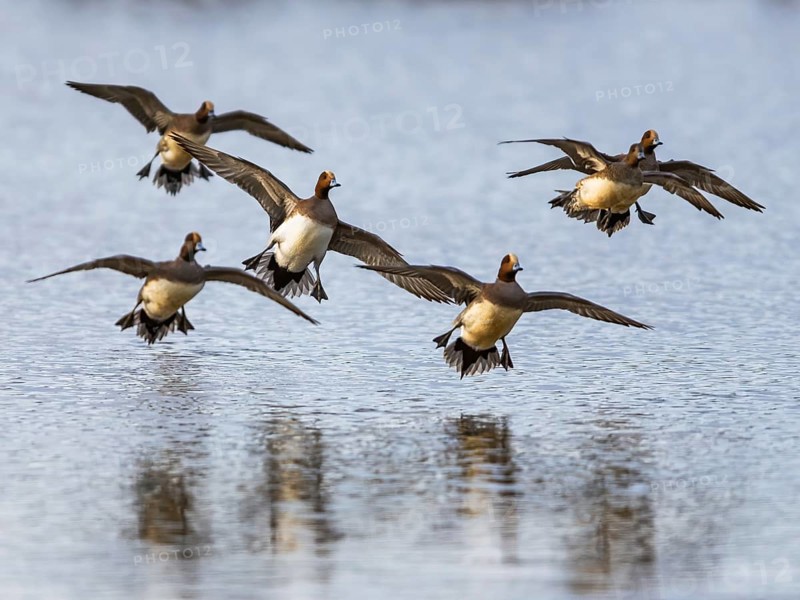 Eurasian Wigeon, Mareca penelope, birds in flight over marshes at winter
