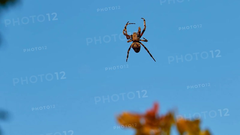 Spider (aranea) hanging in front of a clear blue sky, Strofilia biotope, wetlands, Kalogria, Peloponnese, Greece, Europe