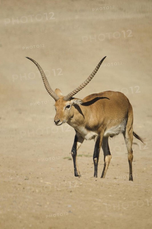 Southern lechwe (Kobus leche) walking in the dessert, captive, distribution Africa