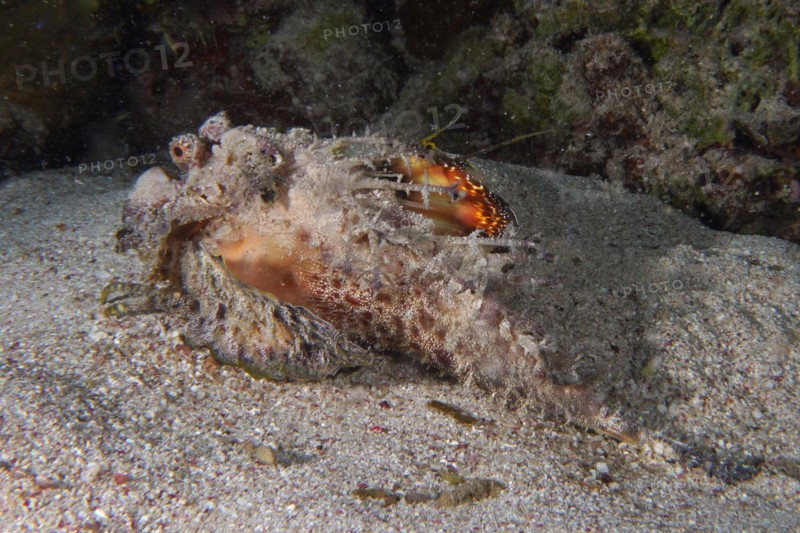 Poisonous Red Sea Walkman (Inimicus filamentosus), dive site House Reef, Mangrove Bay, El Quesir, Red Sea, Egypt, Africa