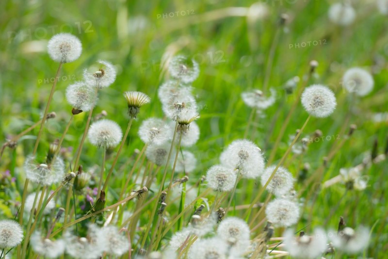 A green meadow full of dandelions in green grass, common dandelion (Taraxacum ruderalia), seed heads with seeds on flying umbrellas (pappus), umbrella flyer, symbol of lightness and wishes, seeds detach and fly away, macro shot, close-up, spring, spring, summer, Allertal, Lower Saxony, Germany, Europe