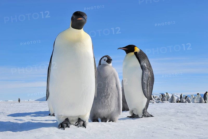 Emperor penguins (Aptenodytes forsteri), Pair with Chick, Snow Hill Island, Antartic Peninsula, Antarctica