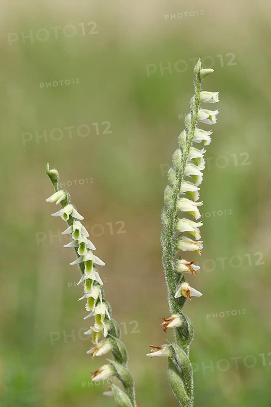 Autumn spiralis (Spiranthes spiralis), small orchids, very rare, two panicles on a nutrient-poor meadow, Hesse, Germany, Europe