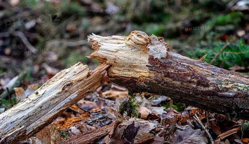 Detailed photo, forestry and clearing in the forest, Berlin, Germany, Europe