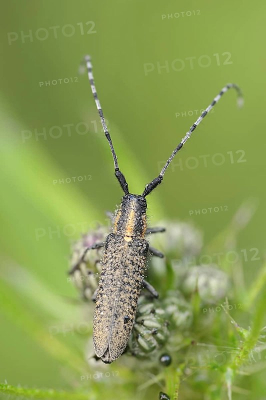 Scheckhorn thistlebuck or nettlebuck (Agapanthia villosoviridescens), North Rhine-Westphalia, Germany, Europe