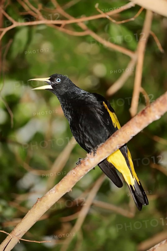 Yellow-rumped cacique (Cacicus cela), captive, occurring in South America