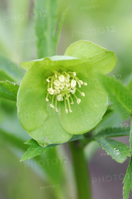 Green hellebore (Helleborus viridis), flower, North Rhine-Westphalia, Germany, Europe