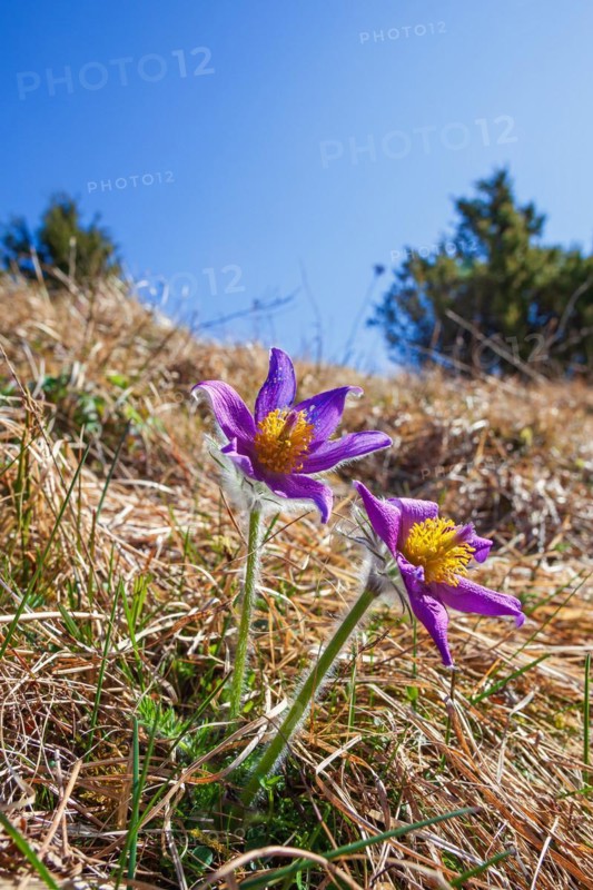 Flowering Pasqueflower (Pulsatilla vulgaris) on a meadow in early spring