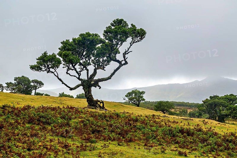 Einsamer Baum auf einer nebligen Hügellandschaft unter einem bewölkten Himmel, Lorbeerwald, Fanal, Madeira