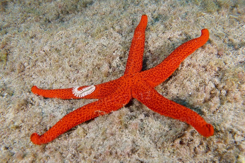 A mediterranean red sea star (Echinaster sepositus) lies on the sandy seabed. A fire bristle worm (Hermodice carunculata) lies on one arm. Dive site Bufadero, Palm Mar, Tenerife, Canary Islands, Spain, Europe