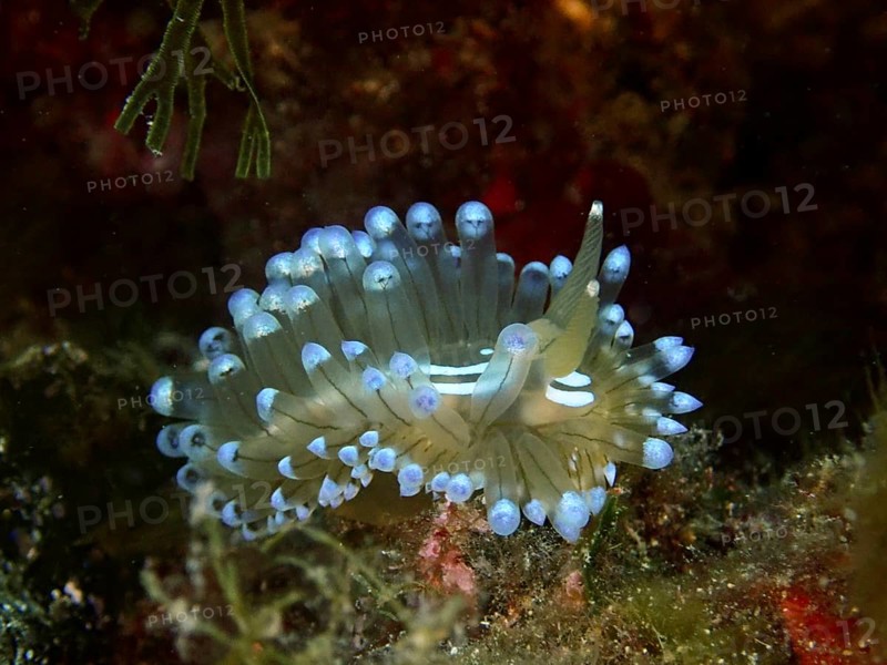 Striped Thick-billed Slug (Janolus Scalloped ribbonfish) with blue tips in a green underwater environment. Dive site Marine reserve Cap de Creus, Rosas, Costa Brava, Spain, Mediterranean Sea, Europe