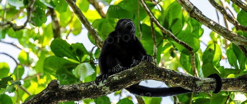 Mantled howler (Alouatta palliata) sitting in a tree, Cahuita National Park, Costa Rica, Central America