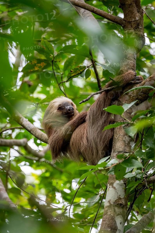 Hoffmann's two-toed sloth (Choloepus hoffmanni) on a branch, Cahuita National Park, Costa Rica, Central America