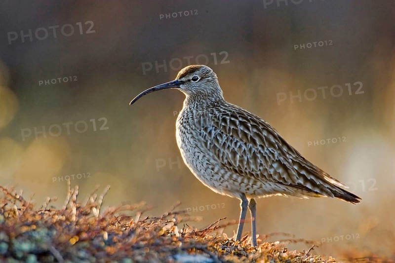 Whimbrel, (Numenius phaopus), Norway, Varanger Peninsula, Varanger, Norway, Europe