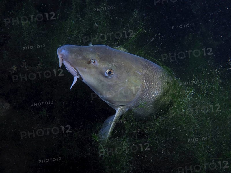 Barbel (Barbus barbus) underwater surrounded by aquatic plants in a dark, natural environment. Dive site Klosterinsel, Rheinau, Canton Zurich, Rhine, High Rhine, Switzerland, Germany, Europe