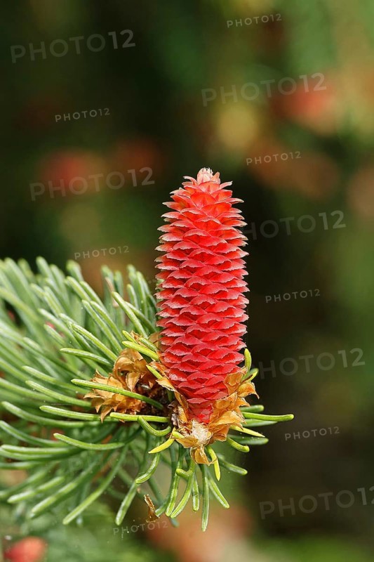 European spruce (Picea abies), inflorescence, female flower, becomes a spruce cone, Wilden, North Rhine-Westphalia, Germany, Europe