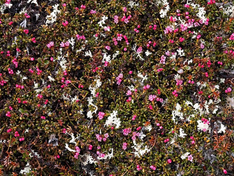 Trailing Alpine Azalea in flower (Kalmia procumbens), Varanger National Park, Varanger Fjord, May, Norway, Europe