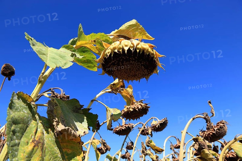 Romania, near Giurgiu in the south of the country, sunflowers ripe for the harvest, Europe