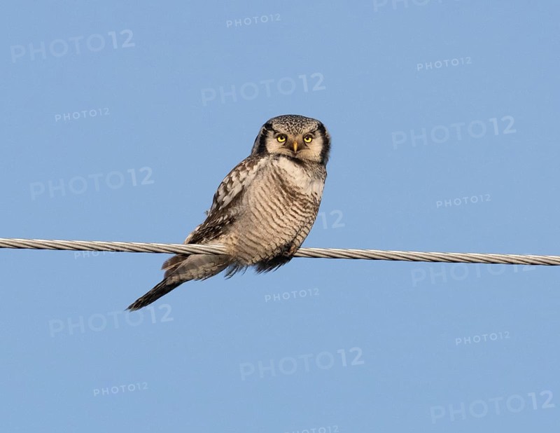Hawk Owl (Surnia ulula), adult male, perched on electric power line, May, Finnish Lapland